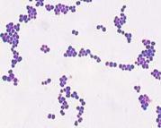 The Genus Staphylococcus Gram-positive