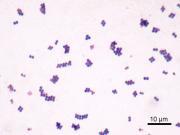 Staphylococcus: Micrococcus Peptidococcus