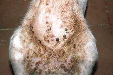 - Isolates from severe peracute mastitis shown to express TSST-1 (Toxic Shock Syndrome Toxin-1) and SEC (Staph Enterotoxin C) Dogs Skin infection, otitis externa,