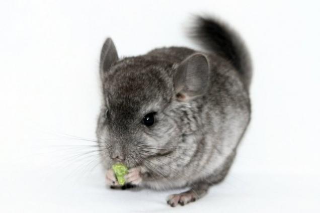 All About Chinchillas By Spencer Underwood What is a Chinchilla?