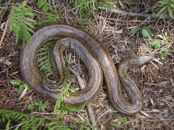 Northern African python aka Rock python (Python sebae) Singular sightings in western Dade County in 2002, 2005 and 2008 Occurrences and surveys ramped up in 2009 Over 30 NAPs seen or captured in