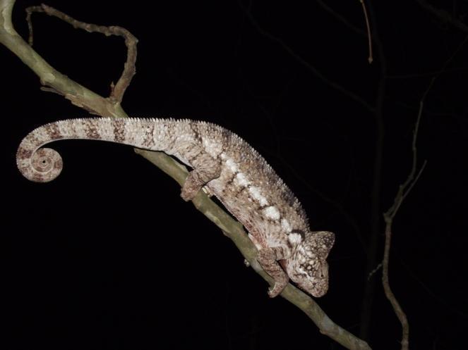 Oustalet s chameleons Native to Madagascar Grow to be one of the