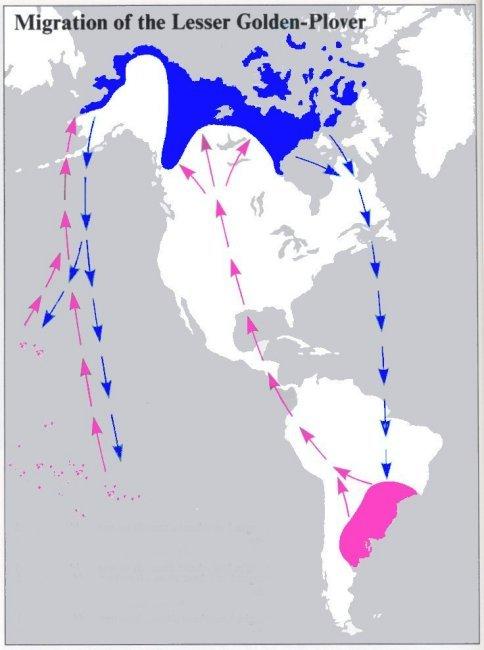 Other Migratory Feats Canadian Golden plover bird Travels 8000 miles south from Hudson Bay Crosses 2000 miles of sea from Nova Scotia to Caribbean countries Winters in Argentina Returns by way of