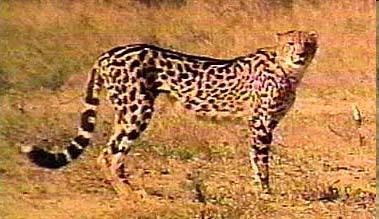 The Cheetah Cheetah cat can run at up to 70