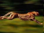 Cheetah can reach 45 mph in 2 seconds!