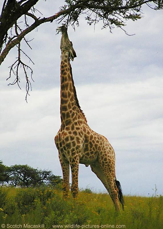 The Giraffe Ten ft.