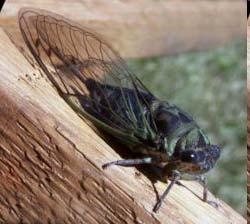 Cicada Insect About 2500 species exist One