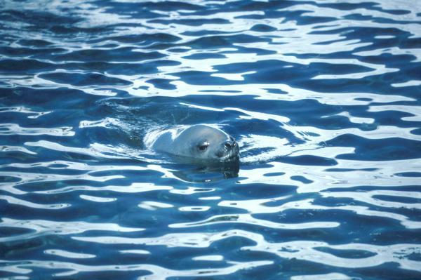 The Weddell Seal Weddell seals that can remain underwater for