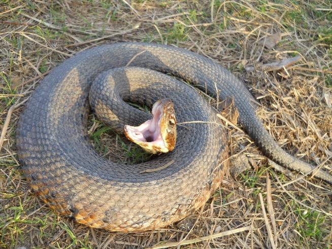 Cottonmouth Snake Facts: -Cottonmouths are the only venomous water snake in North America, but they are also happy soaking up the heat on land. -They have a triangular head and a thick body.