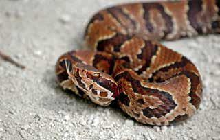 -They are pit vipers. -Cottonmouths range from 2 to 4 feet long. -They have dark vertical lines by each nostril and pale snouts.