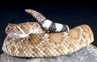 Rattlesnake Facts: -A rattlesnake s warning sounds are hissing and rattling of its tail. -Rattlers can grow to be 1 to 7 feet long. -They have a distinctly triangular head.