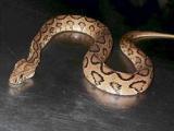 Snake skin fashion in Europe putting pythons at risk New Delhi, Feb 24, 2013 (PTI) The famed pythons of southeast Asia are vanishing fast in view of the growing demand for their skin in the thriving