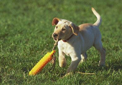 A good personality is probably the most important quality of good SAR dogs. Here are some clues that a young dog is right for the job: The dog likes to play with toys.