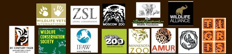 ALTA (Amur Leopard and Tiger Alliance) is a coalition of 13 international and Russian NGOs working together for the conservation of Amur tigers and leopards.