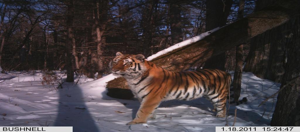 Camera trap success! Camera traps have been used in Lazovsky State Nature Reserve for the past four years and they have provided valuable information about Amur tigers ever since.