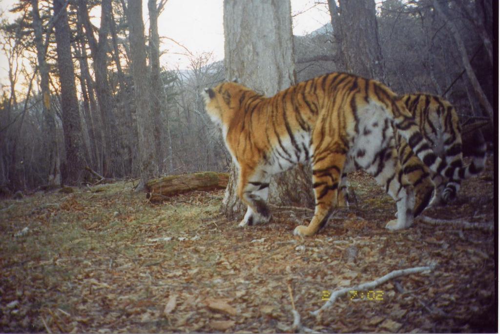 The effectiveness of the AP brigades was verified when by May 2011, twelve tigers had been identified in Lazovsky Zapovednik.