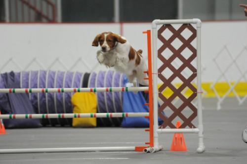 org/ Aftertrying for over a year and a half, Petey finally finished his Open Agility Jumpers Title (OAJ) at the Packerland Trial in DePere!