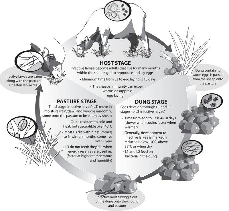 Appendix 2: Roundworm life cycle and larval availability Figure 1. The life cycle of sheep roundworms Source: The epidemiology and control of gastrointestinal parasites of sheep in Australia.
