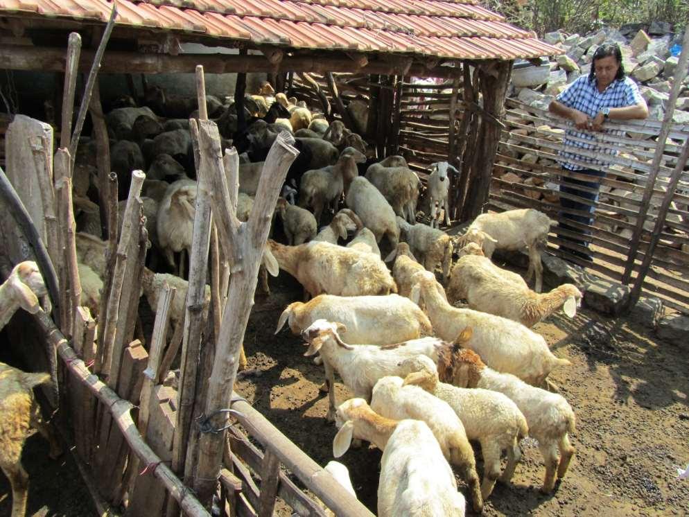 Poor lamb growth is a worldwide cause of inefficient productivity and