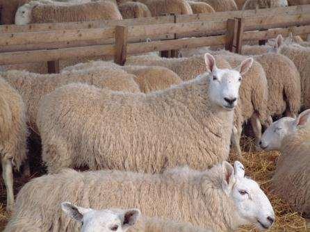 Ewes had been cycling at ram introduction Rams were sound Keel marks consistent with implantation failure of early foetal