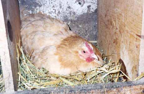 Fowl - nesting and cover Very highly motivated to lay in nest boxes Frustration and stereotypies if denied