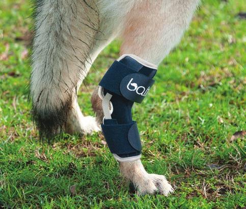 21 BT HOCK HOCK BRACE Pain, lameness and neuromuscular diffi culties are no longer an issue: BT Hock is used in conditions that cause lesions in the region of the hock joint.