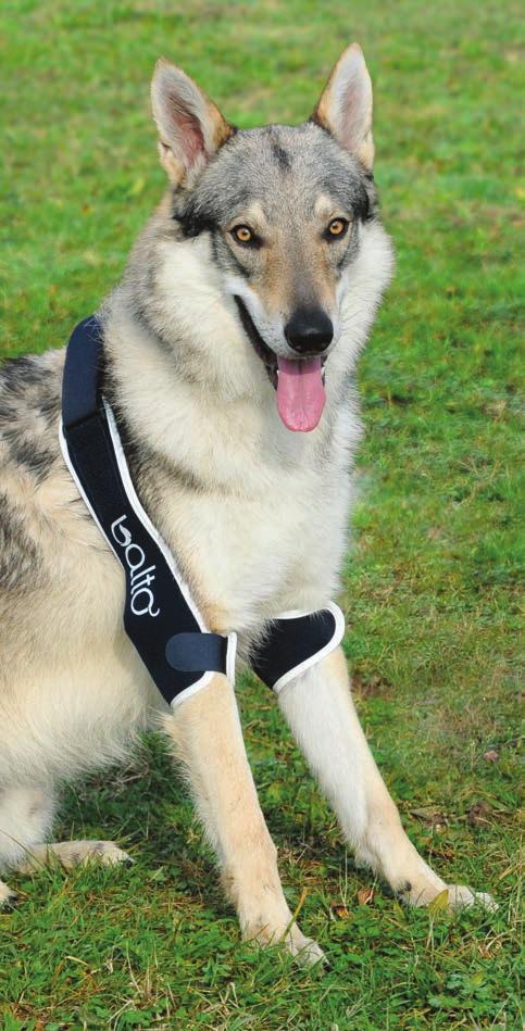 BT Soft Plus is a loyal friend for your dog s health. The brace can be used in preand in post-surgery.