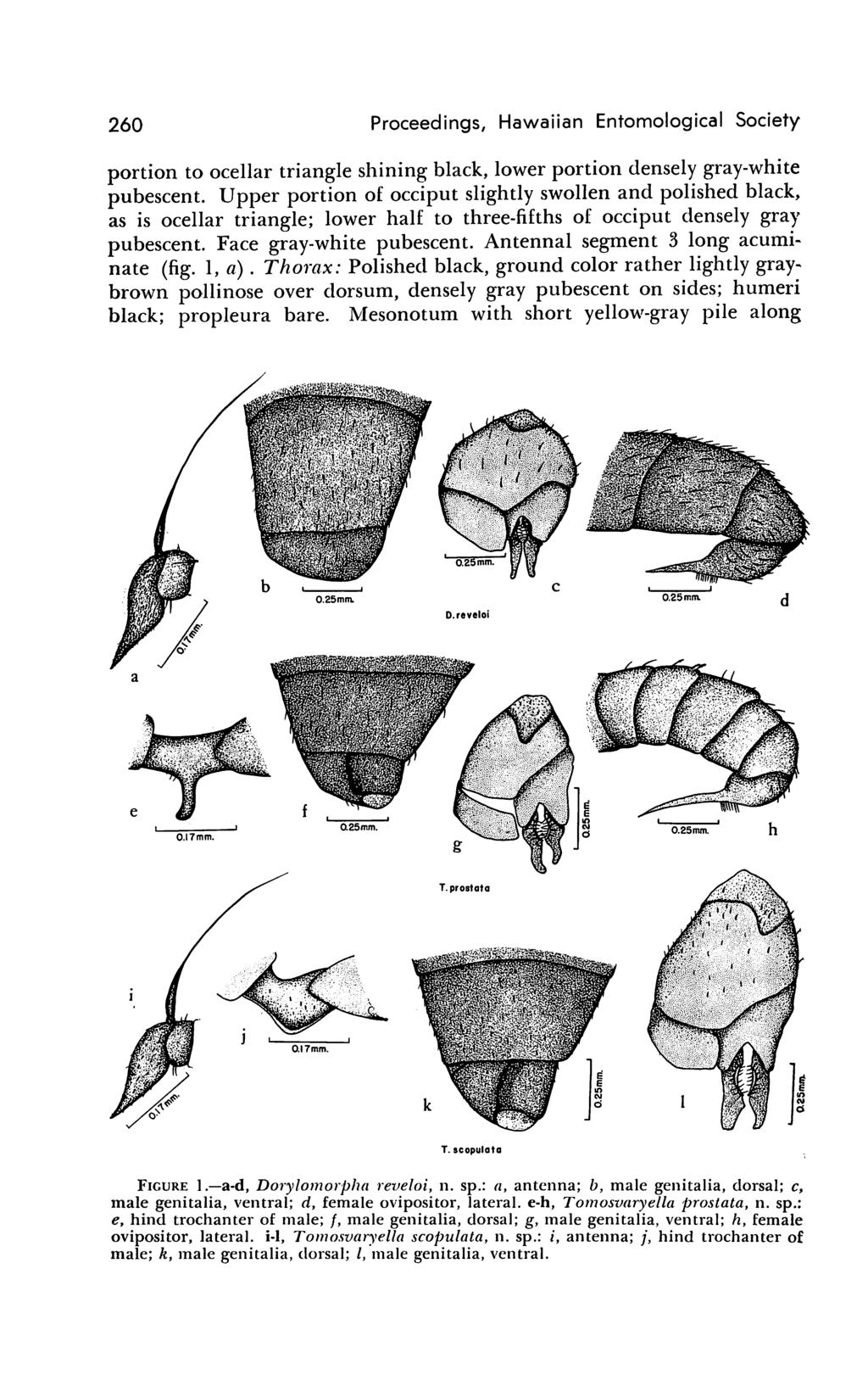 260 Proceedings, Hawaiian Entomological Society portion to ocellar triangle shining black, lower portion densely gray-white pubescent.