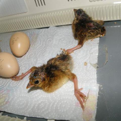 Hatch and incubation conditions Old Hatching Eggs Eggs stored too long (10 days or more) before being set in the incubator can cause an increase in the number of crippled and weak chicks.