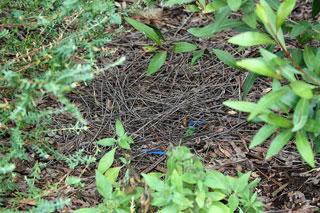 The Satin Bowerbirds (Ptilonorhynchus violaceus) have been in full mating mode and cavorting about since last spring.