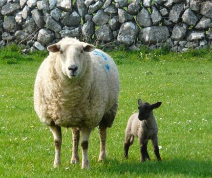 Lactation at grass Ewes at grass supplementation will depend on: Ewe body condition Number of lambs at foot Grass quality and quantity Set stocked ewes won t require additional feeding if grass above