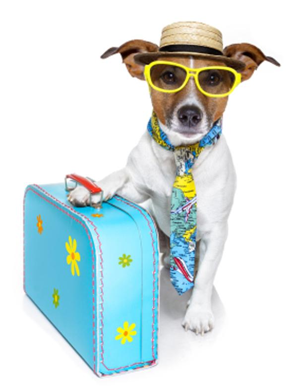 Tips for Traveling with your Pets - From Jack Hannah Make sure your pet is wearing an ID collar and has been microchipped for a safe