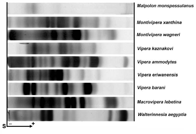 20 Arikan, H. et al. compared to elapid and viperid venoms.