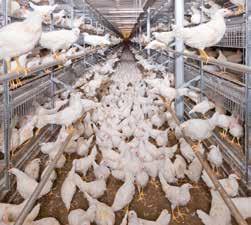 Housing and feeding equipment for successful egg production Big Dutchman has the right system for every type of poultry production from free-range production over small group housing up to