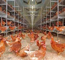 tiers with large or small air duct. The advantages are obvious: fresh air for healthy laying hens, low mortality, more egg mass per hen per year, improved feed conversion, less dirty eggs.