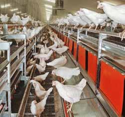 NATURA Primus NATURA Filia modern egg production NATURA rearing aviary the modern rearing system for pullets provides perfect conditions for a good start into the laying phase.
