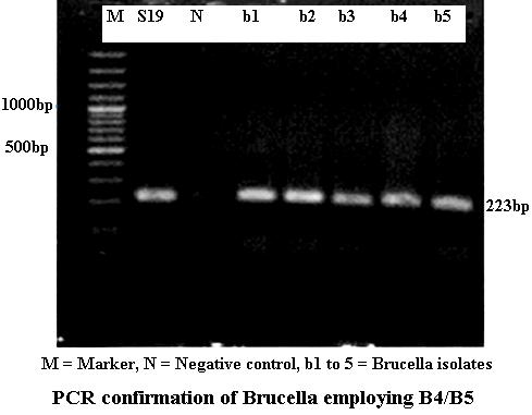 Final extention 72 3 min 1 Table-4: Brucella PCR program using B4/B5 primers Stage Step Temperature 0 C