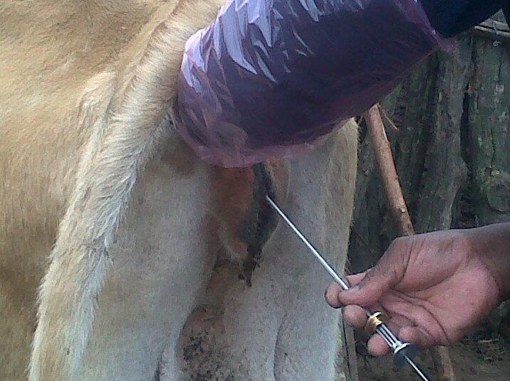 Offsprings are usually more productive and profitable Disease control is taken care of e.g. Brucellosis, Epivaginitis, Vbriosis, Trichomoniasis etc Better record keeping 12.