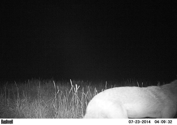 Habitat Evaluation Score Page 8 of 12 Figure 12. Coyote captured using game cameras. Figure 13. Feral Hogs captured using game camera.