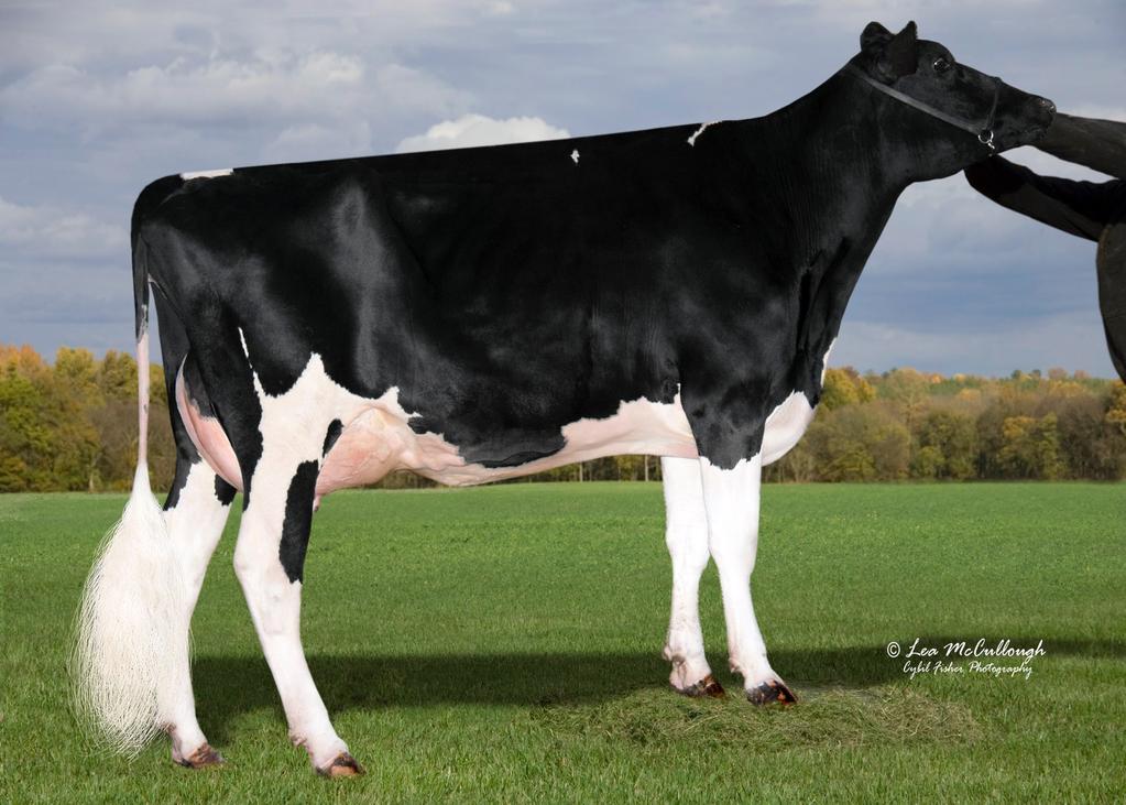 Lot 9 She is the #1 Kingboy for Type & the #4 Kingboy for Milk on combined Dec and Jan Top 200 Lists!! +2642 GTPI, +1555M & +2.83T!