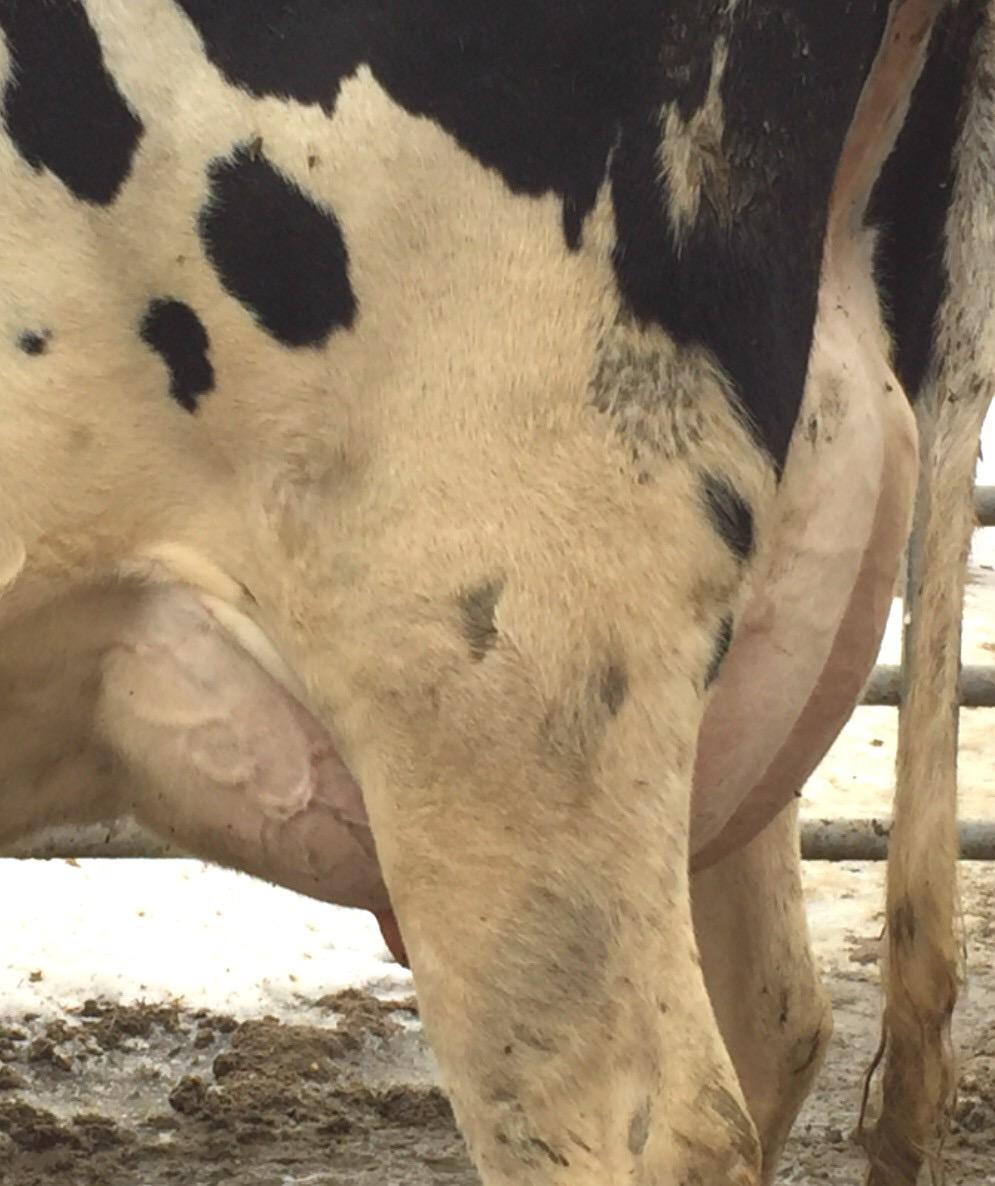 01%P +5.8DCE 2.1%DPR 2.83SCS +3.28T +3.48UDC +3.07FLC. One of the earliest live Alta1stClass offered at public auction! Dam is a big, wide, square heifer with incredible udder promise! Due June 2015!