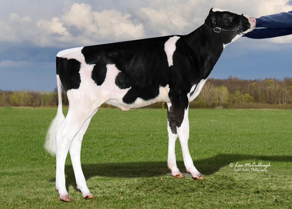 Lot 26 +2595 GTPI Megasire Sells. Check out her photo below. Dam is a very well balanced, correct heifer. She is due to calve 4-26-15! Lot 27 +2572 GTPI Halogen Sells.