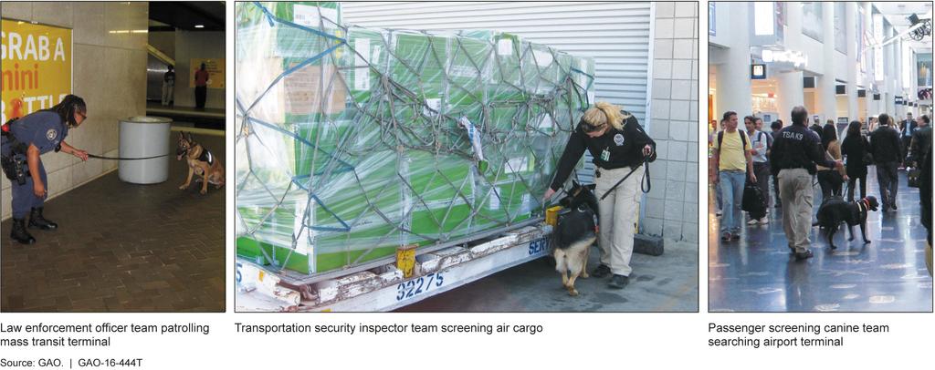 Figure 1: Various Types of Canine Teams Conventional canines undergo 15 weeks of explosives detection training, and PSCs 25 weeks, before being paired with a handler at TSA s Canine Training Center