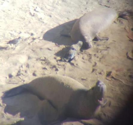 216 Elephant Seal Breeding Season Update January 8, 216 The elephant seal breeding season began in December, with pregnant females arriving to