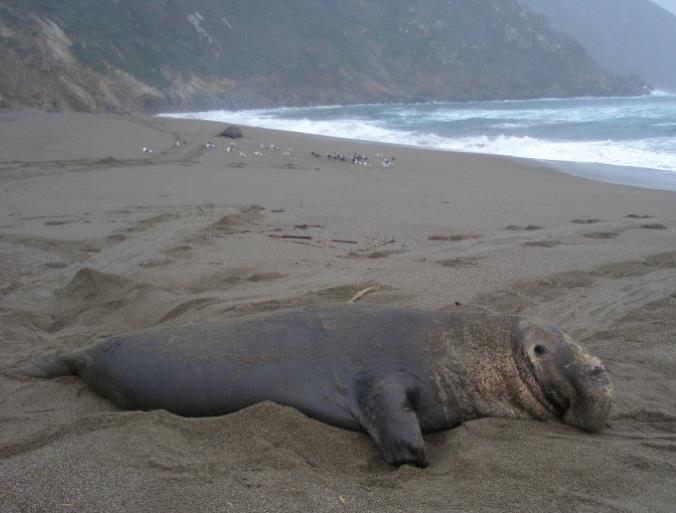 215 Elephant Seal Breeding Season Update Males have also begun to arrive on the beach, in hopes of reproducing with the females here.