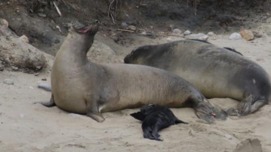 where she gave birth on January 2. Tolay and pup (left pair) relax on Drakes Beach, surrounded by other mothers and pups.