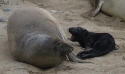 The seal, nicknamed Tolay, and her pup have been spotted several times this week by researchers at Drakes Beach and is exhibiting normal