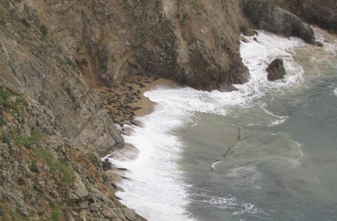 Storms and Elephant Seals As seen in the photo, Point Reyes beaches are heavily impacted by high tides.