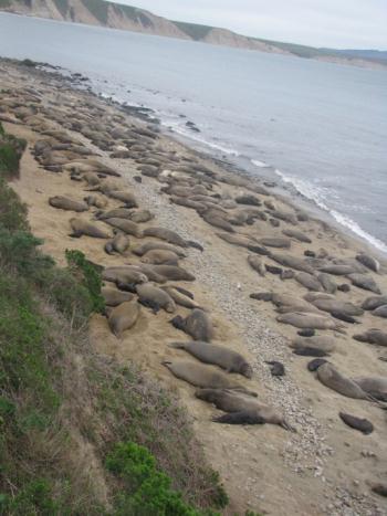 No. Seals DRAKES BEACH COLONY TOTAL SEALS 8 7