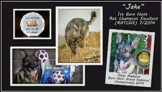 Member s Notes and Quotes Laurel Stone My German Shepherd Dog, Jake von der Alte Baum "Jake", earned the first RATCHX in the history of the Barn Hunt July 27, 2014, at Waukesha, WI.